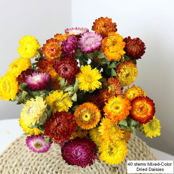 Natural Dried Daisy Flowers, Flower Arrangements, Natural Decorations, A Bunch of Dried Daisy Flowers, Handmade Artificial Flowers for Home Decor-Grace Painting Crafts