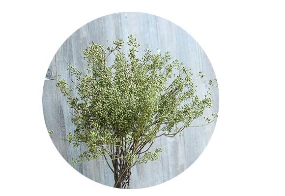 Dried Seek, Dried Flowers, Botanical Home Decor, Seed Stalks. Natural Greenery-Grace Painting Crafts