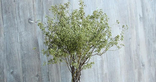 Dried Seek, Dried Flowers, Botanical Home Decor, Seed Stalks. Natural Greenery-Grace Painting Crafts