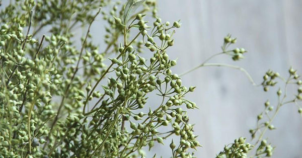 Dried Seek, Dried Flowers, Botanical Home Decor, Seed Stalks. Natural Greenery-Grace Painting Crafts