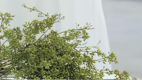 Dried Seek, Dried Flowers, Botanical Home Decor, Seed Stalks. Natural Greenery-Grace Painting Crafts