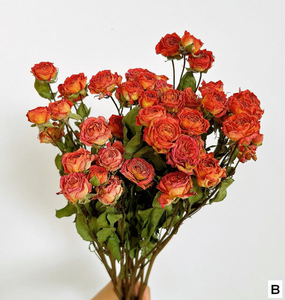 Dried Rose Flower Bouquet, A Bouquet of Dried Rose Flowers, Natural Dried Rose Flower Bunches, A Bunch Dried Rose Flowers, Red Yellow Purple Dried Rose Floral-Grace Painting Crafts