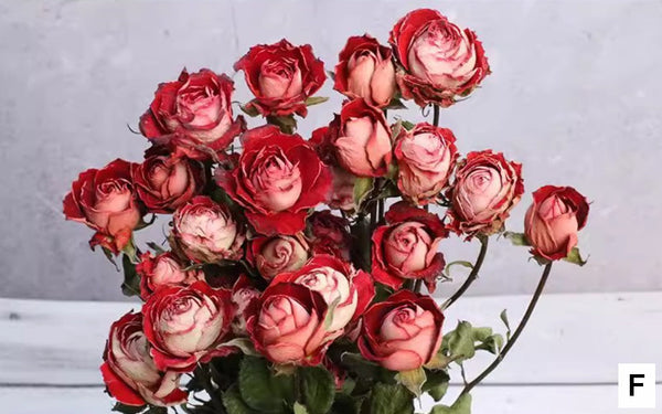 Red Yellow Purple Dried Rose Floral, Dried Rose Flower Bouquet, A Bouquet of Dried Rose Flowers, Natural Dried Rose Flower Bunches, A Bunch Dried Rose Flowers-Grace Painting Crafts