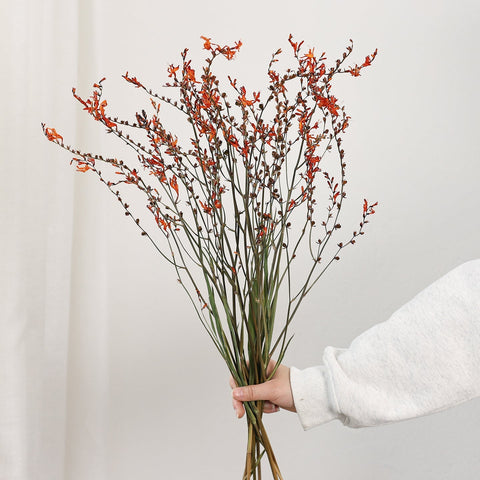 Dried Fire Orchid Bouquet, Natural Decorations, Flower Arrangement, Handmade Artificial Flower, Natural Dried Flowers-Grace Painting Crafts
