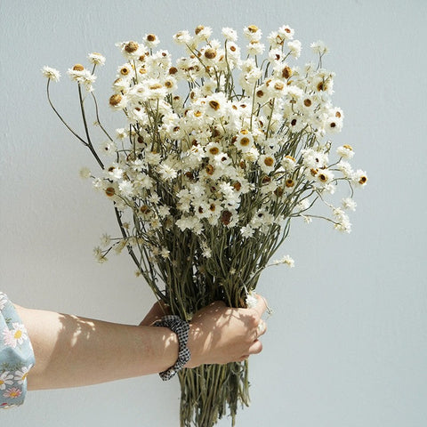Flower Arrangements, Natural Dried Daisy Flower Bouquet, Natural Dried Daisy Flowers, A Bunch of Dried Daisy Flowers, Handmade Artificial Flowers for Home Decor-Grace Painting Crafts