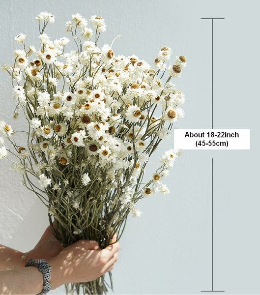Flower Arrangements, Natural Dried Daisy Flower Bouquet, Natural Dried Daisy Flowers, A Bunch of Dried Daisy Flowers, Handmade Artificial Flowers for Home Decor-Grace Painting Crafts