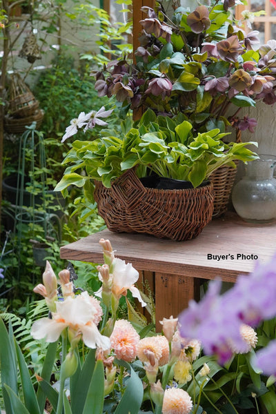 Large Picnic Food Basket with Handle, Natural Hand-woven Wicker Storage Basket, Natural Fruit Baskets, Kitchen Storage Baskets, Willow Weaving Baskets with Handle-Grace Painting Crafts